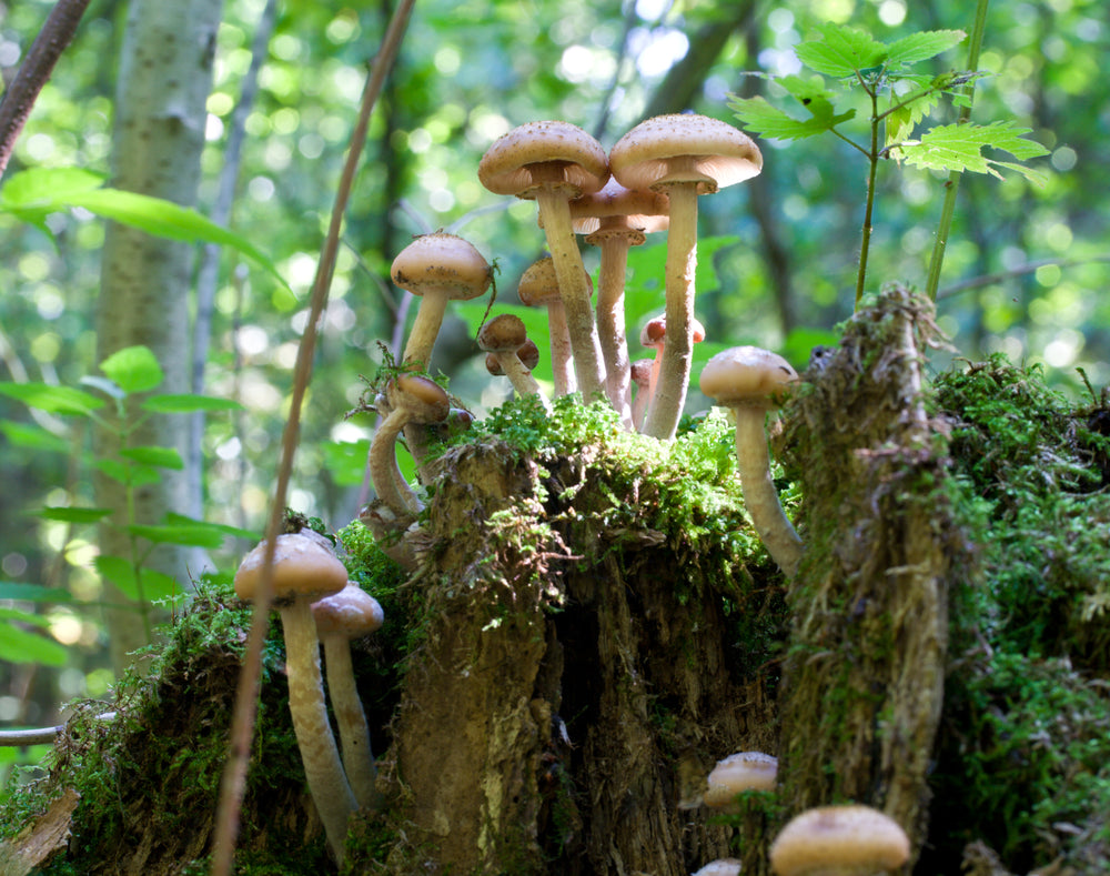 How Mushrooms Can Help Aid The Climate Crisis