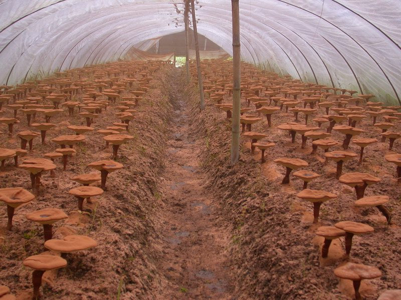 Where Do They Come From, Where Do They Grow?